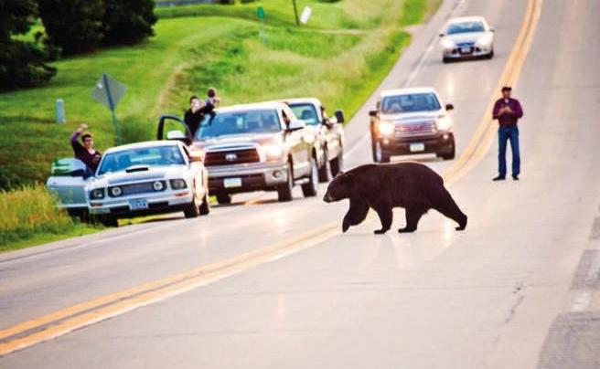 Bear Crossing
